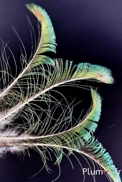 Pavone blu spada calamo dorato - 35-40 cm - naturale